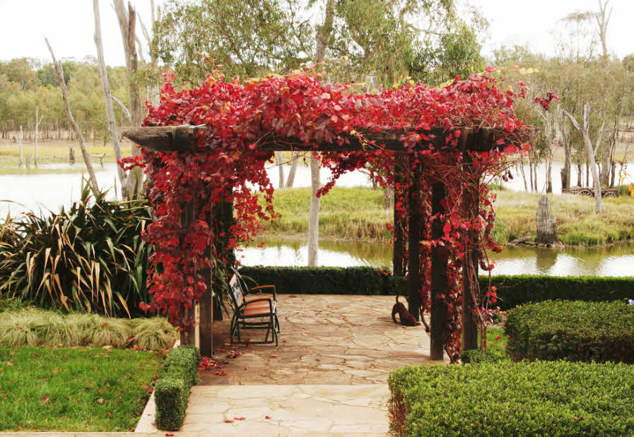 cenador con plantas trepadoras