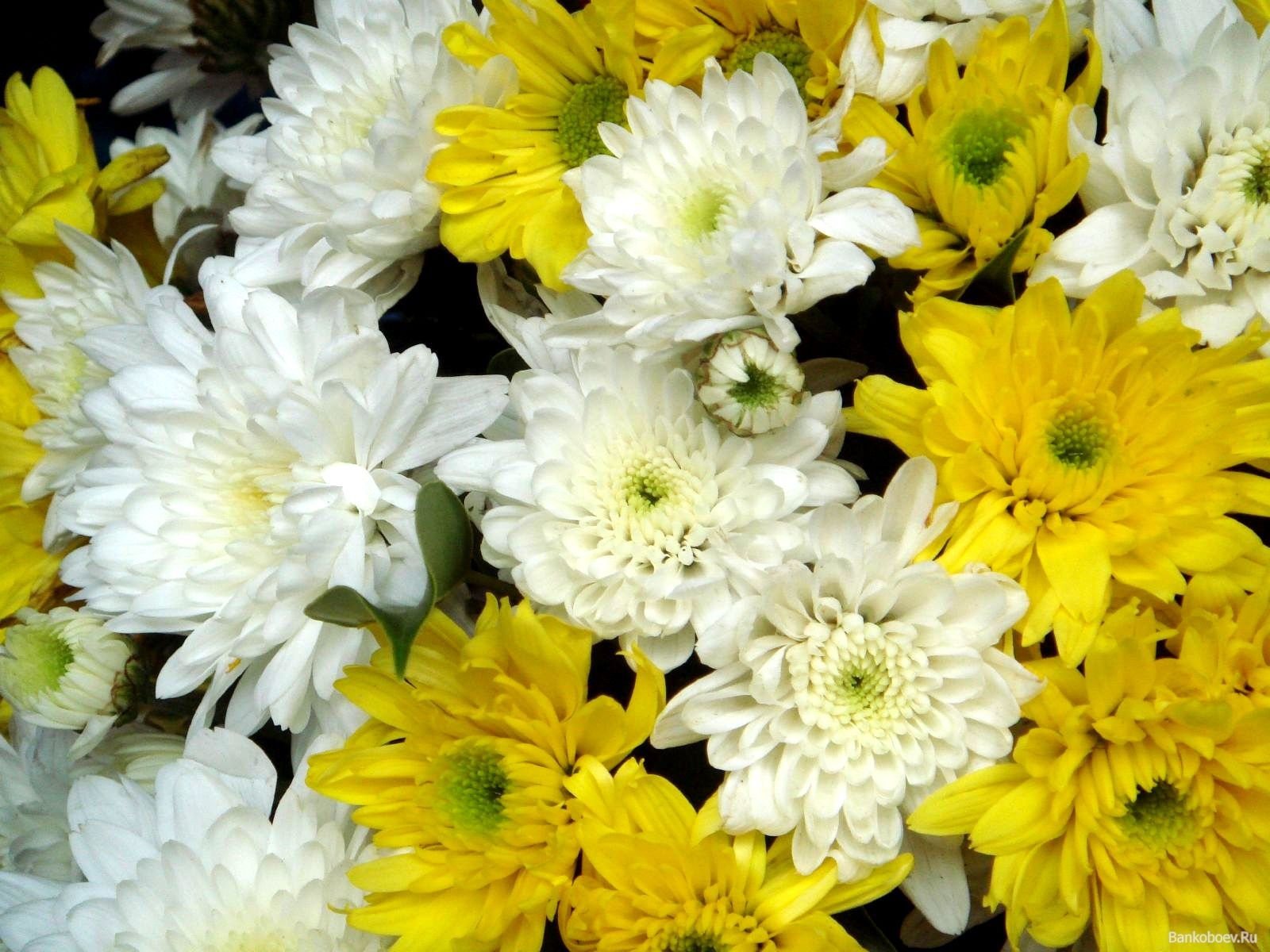 Baltos ir geltonos chrizantemų derinys vienoje puokštėje