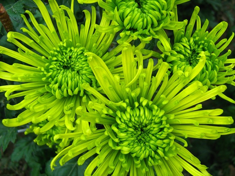 Neįprastos žalios chrizantemos