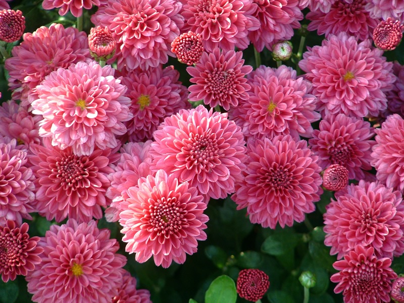 Rožinės purios chrizantemos
