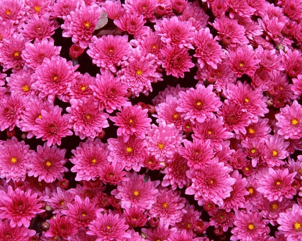 Karštos rožinės chrizantemos