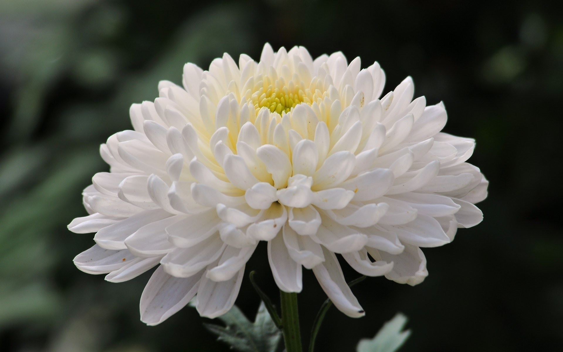 Graži balta chrizantema