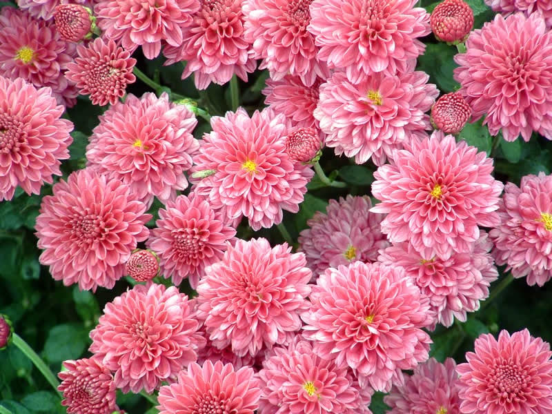 Subtilios rožinės chrizantemos