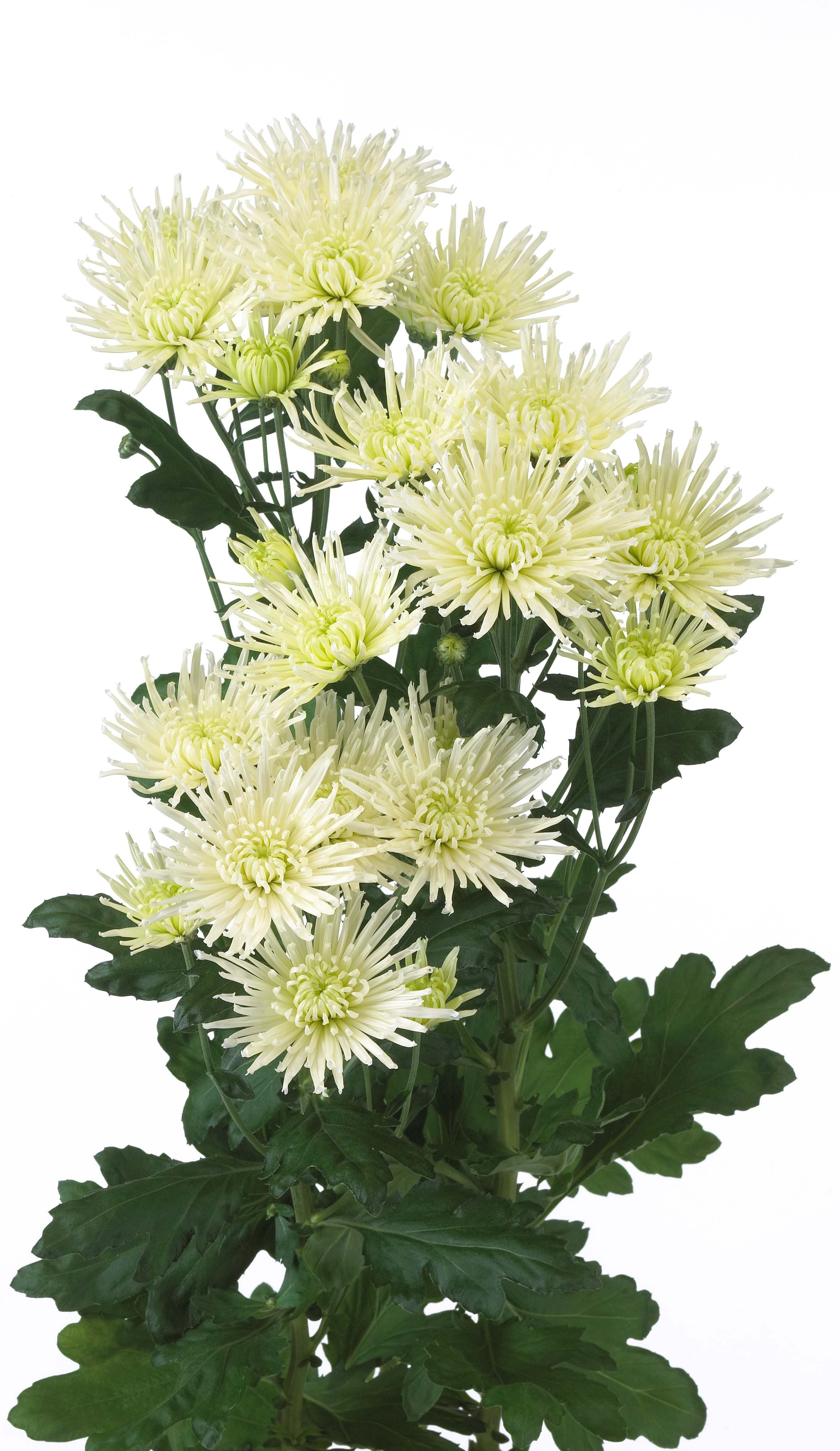 Vidutinės chrizantemos gėlės