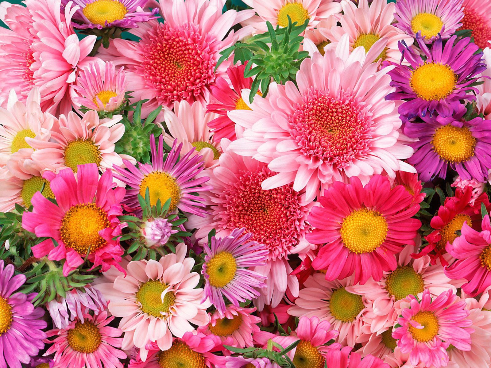 Rožinių atspalvių įvairovė chrizantemos spalvomis