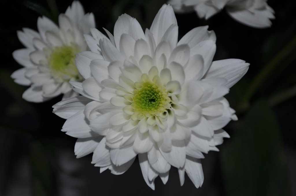 Subtilūs balti chrizantemos žiedlapiai