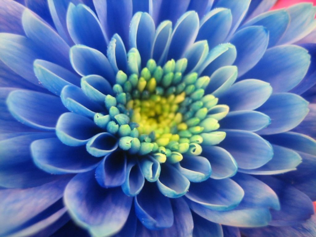 Mėlyni chrizantemos žiedlapiai