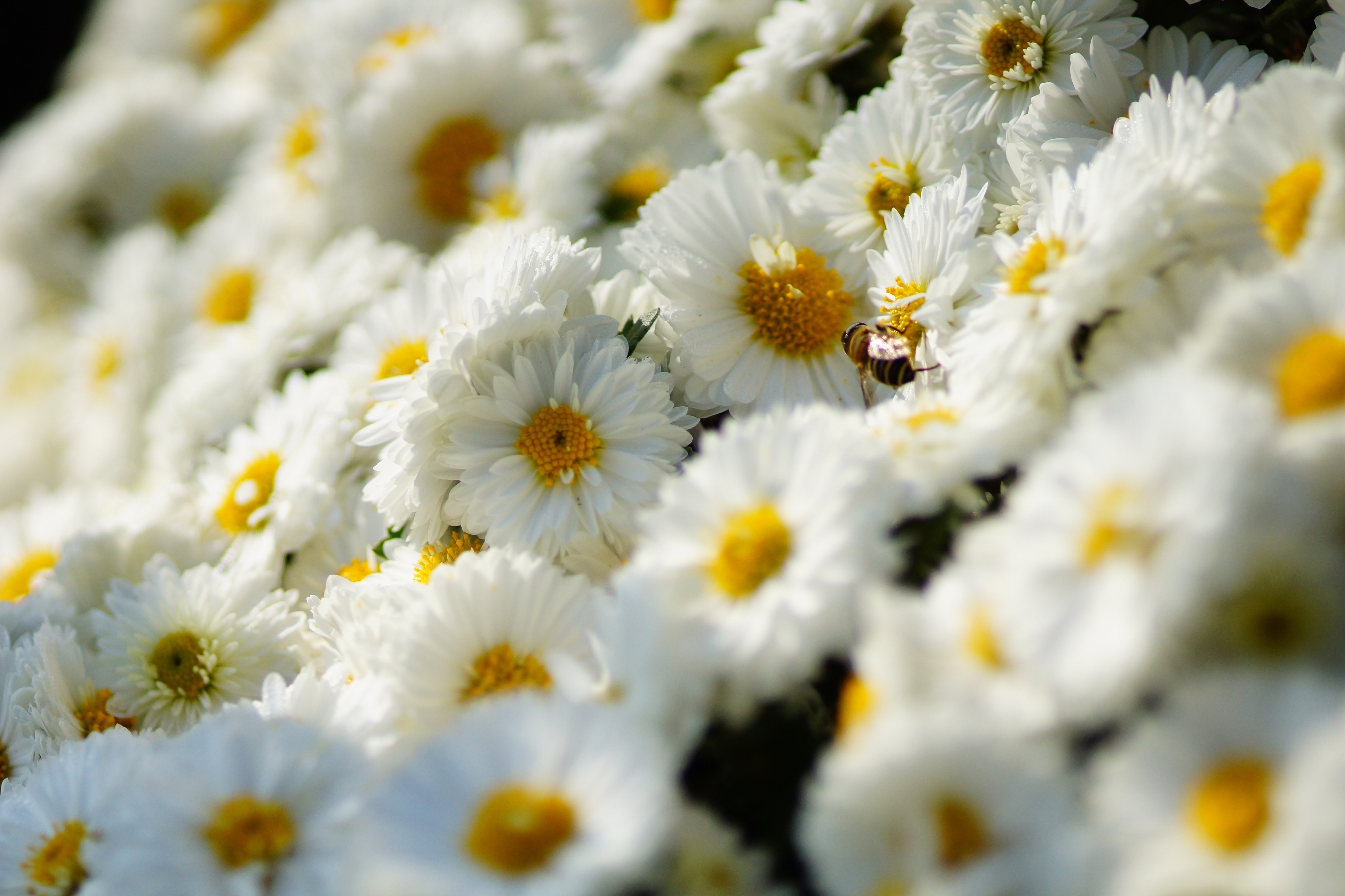 Mažos baltos chrizantemos