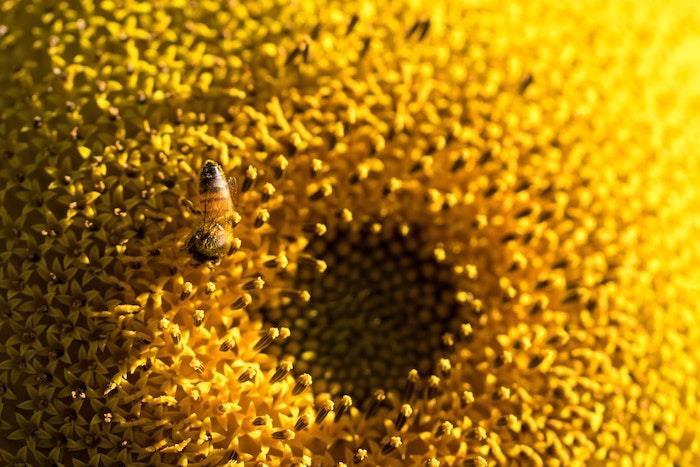 saulėgrąžų gėlės nauda bitė ant saulėgrąžų gėlės