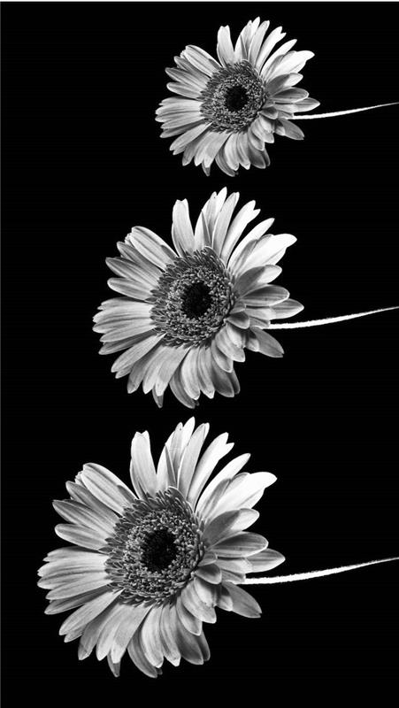 siyah beyaz fotoğraf, üç ayçiçeği, aşk sözleri tumblr, siyah arka plan