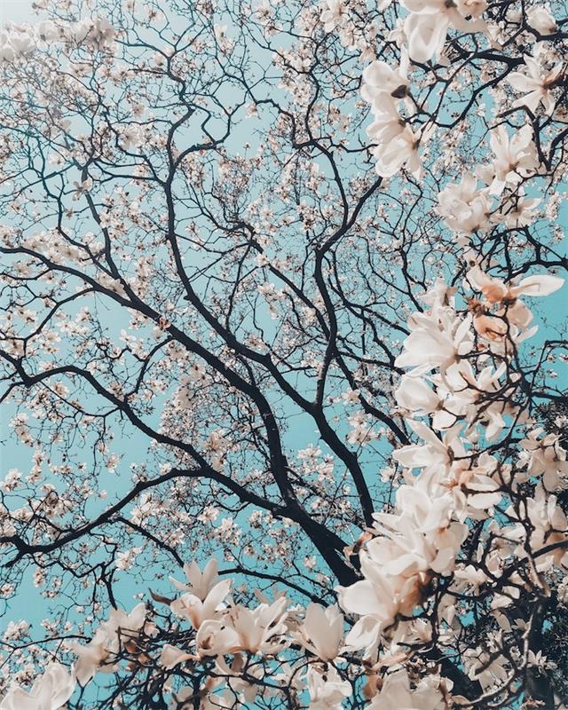 Lepa pomladna pokrajina, drevo z belimi cvetovi in ​​temno rjavimi vejami, ki so v nasprotju z modrim nebom, pomladna slika, lepa fotografija za moj računalnik ali iPhone