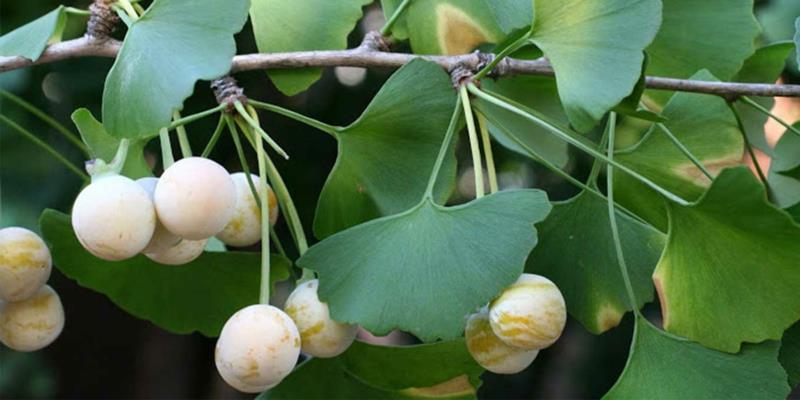 natūralus energetinis gėrimas ginko biloba ant medžio