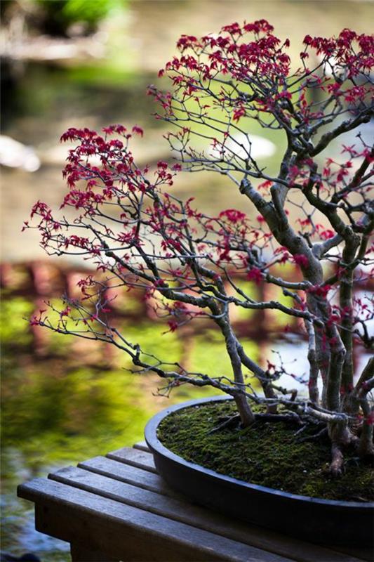 bonsaj-drevo-japonski-vrt