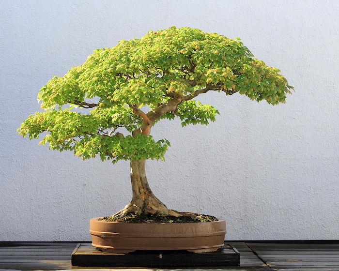bonsai-yapay-bonsai-yapay-sahte-bitki-yapay-plastik-çiçek-yapay-hediye-fikri-sahte-bitki