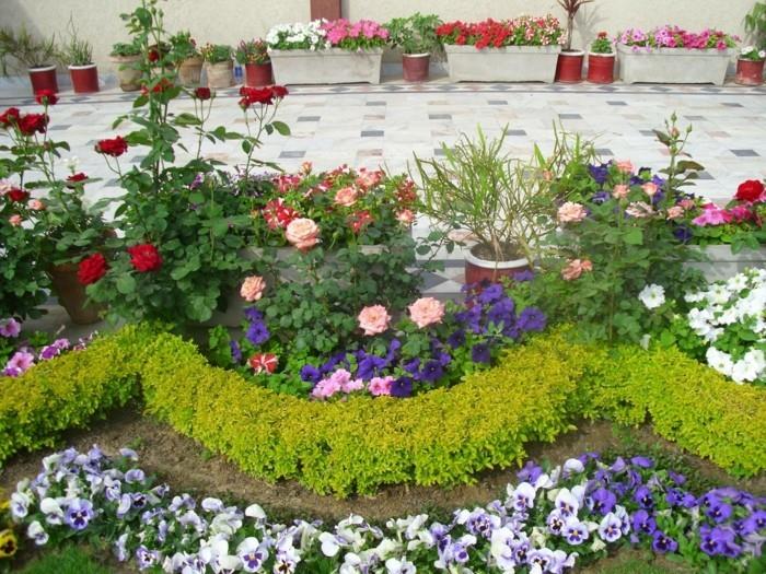 gėlių lovos kraštas, buksmedis, rožės, violetinės, petunijos, paprasta sodo geniali idėja, gėlių lauko apdaila
