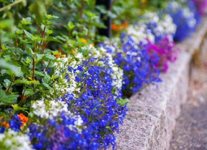 graži gėlių lova, grindinio akmens sodo siena, žydros, baltos ir alyvinės žydinčios gėlės