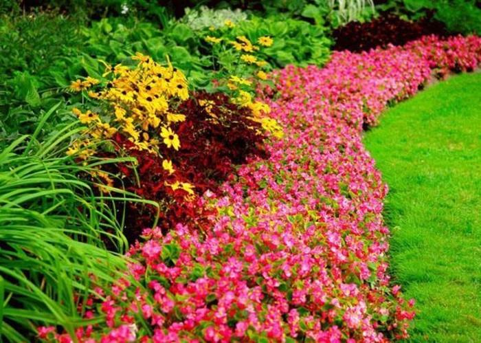 gėlių lovos kraštas, sudarytas iš rožinių gėlių, aplink veją, sodo idėja susitvarkyti