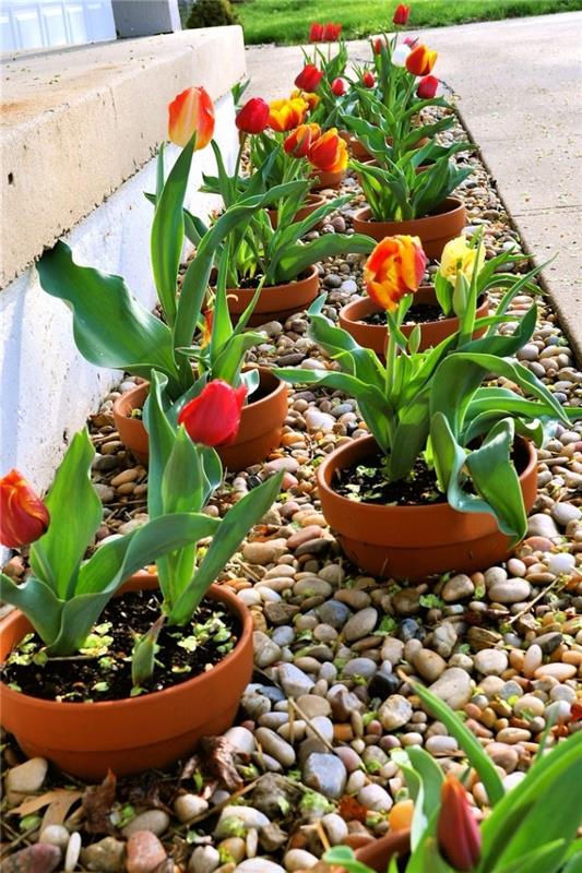 Dekorirani lončki za rože z lončenimi lončki s tulipani, posajenimi v prodnato gredico