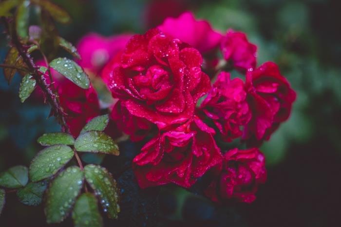 rinkitės gražius tapetus su gėlėmis, raudonų rožių ir žalių lapų nuotrauką su vandens lašais iki ryto rasos