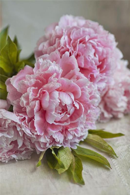 şakayık buketi-çiçek-peonies-buket-şakayık-pembe