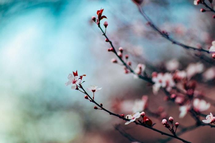 Podoba spomladanskega drevesa, pomladna pokrajina, profesionalna fotografija, cvetoča veja z modro in zeleno zamegljenim ozadjem