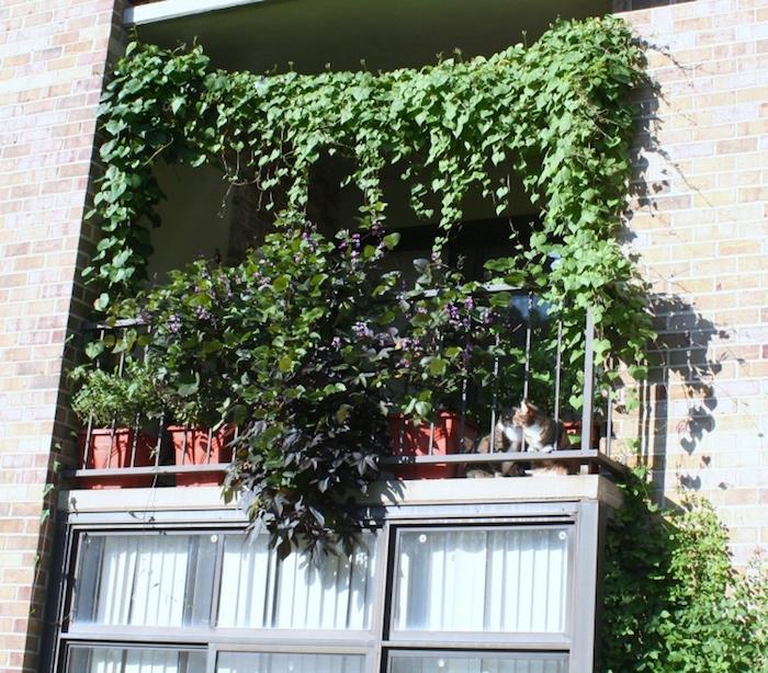 fotografija rastlinskega vetriča pogled balkon povešen in visi hitra rast brez vzdrževanja