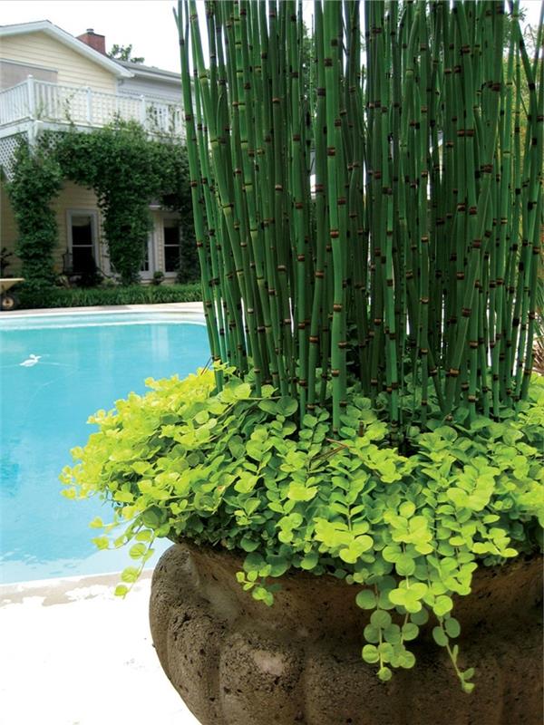 bambusov vetrič zunanjost bazena krajinsko urejanje plezalne rastline fasadna hiša terasa beli les velik bambusov lonec