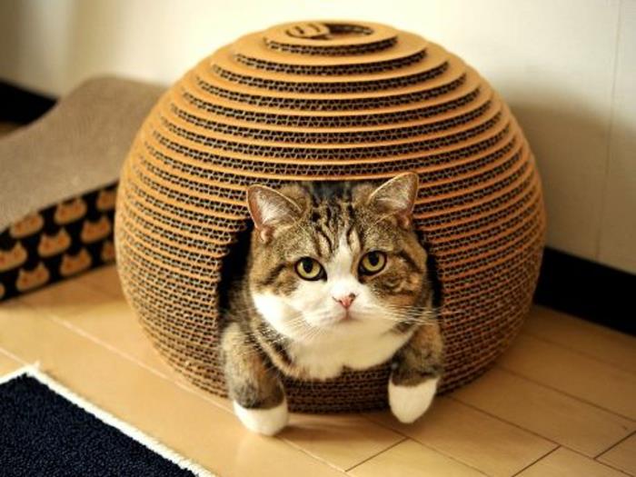 kačių namelis, iglu formos kartoninis kačių namelis ir miela katė