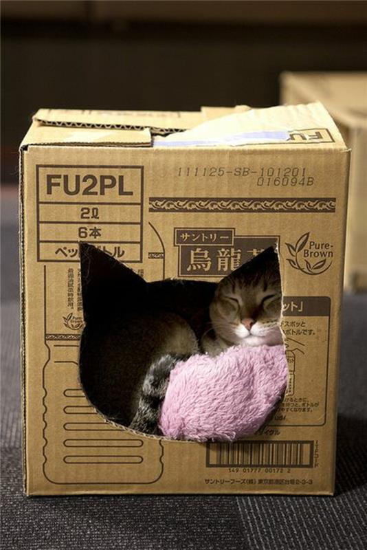 kačių namelis, pagamintas iš kartoninės dėžutės ir miegančios katės