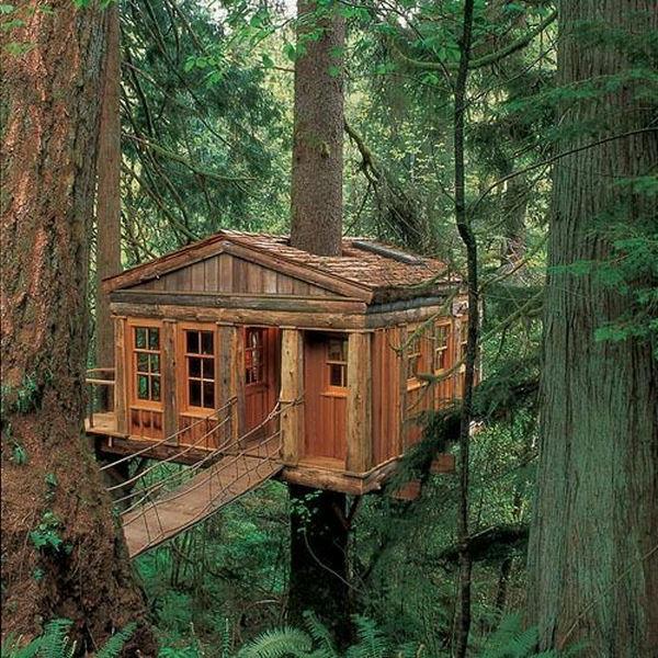 kabina v lesu-drevesa