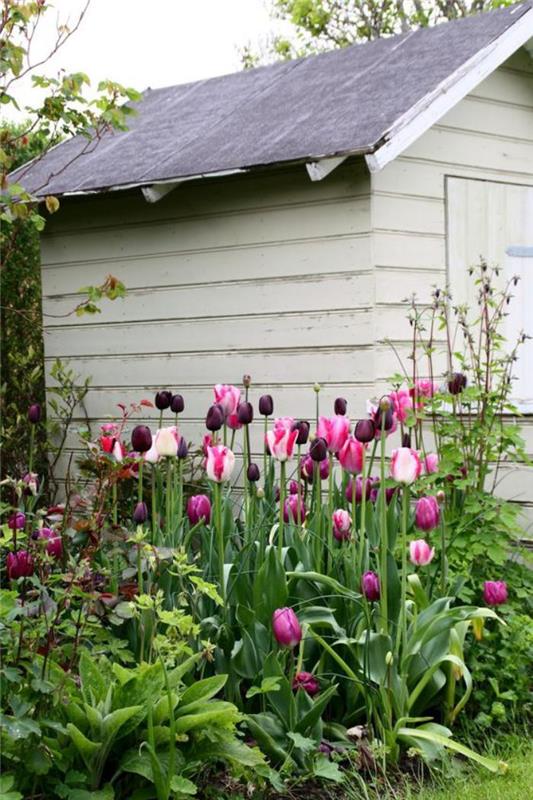 vrt-lopa-cvet-tulipan-vrt