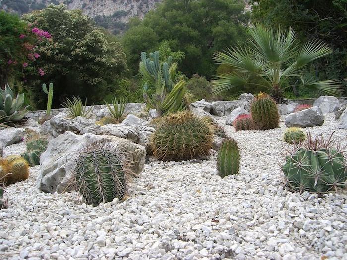 ustvarite eksotično vzdušje na svojem vrtu, tropske rastline in bele kamenčke, velike in zelene kaktuse