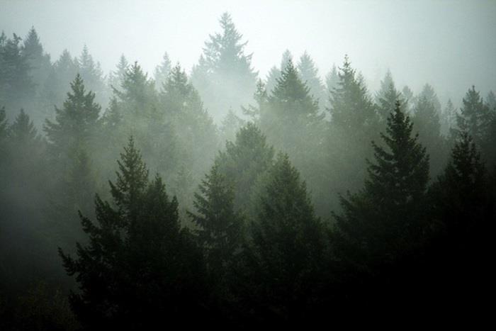 Foresta nella nebbia, alberi verdi, immagini sfondi tumblr