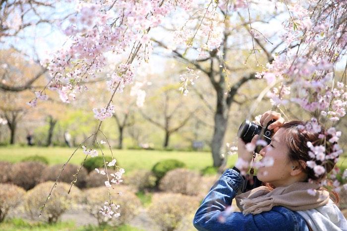 Spomladansko ozadje, ženska, ki fotografira spomladansko pokrajino, lepa podoba rože v parku na Japonskem, japonski češnjevi cvetovi