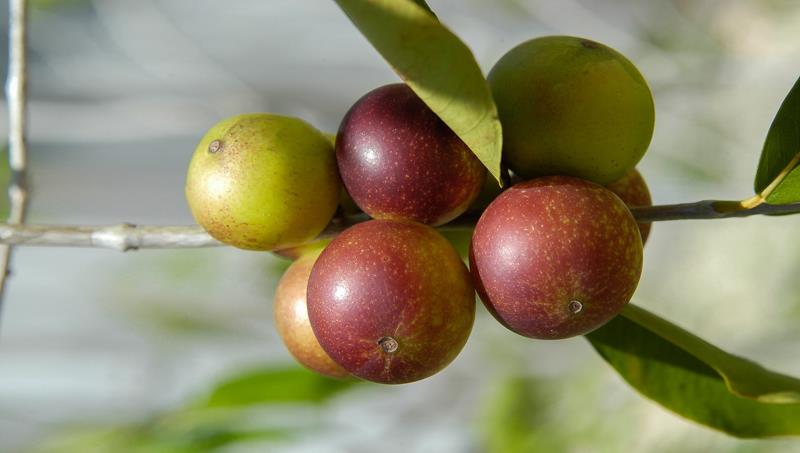 camu camu küçük meyveler camu camu bir dalda