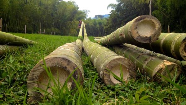 bambuko canisse-ilgos-bambuko sruogos