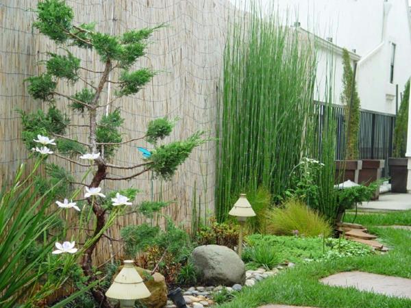 bambuko canisse-didinga-egzotiško sodo idėja su bambuko canisse