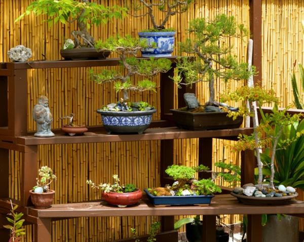 canisse-bambuko lentynos-ir-bonzai
