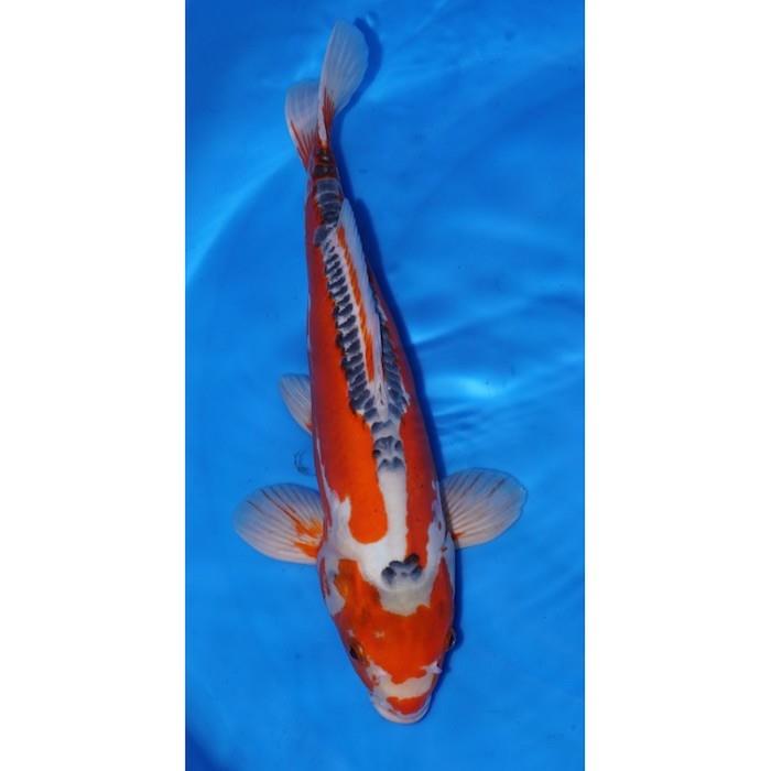 karpis-koi-nisai-hi-shusui-boutique-baseinas