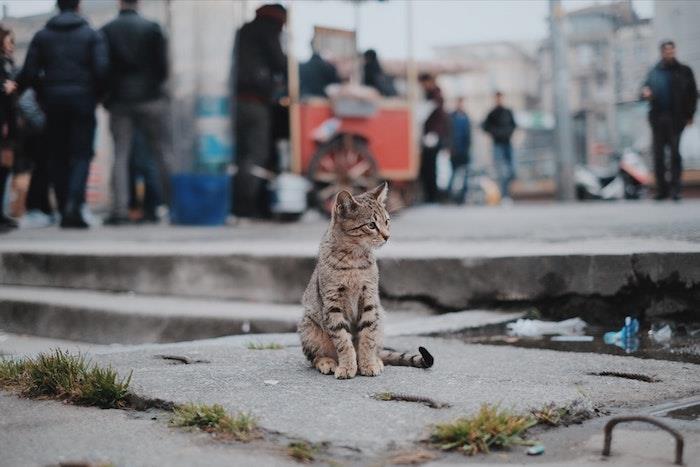 sevimli tumblr duvar kağıtları, kedi ayakta, beton blokta, siyah ve gri, arka planda insanlar