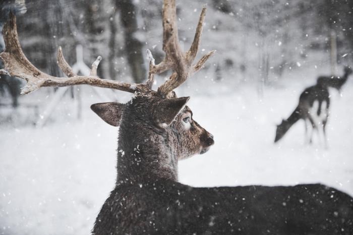 nemokami darbalaukio tapetai, laukinės gamtos nuotrauka su elniais snieguotame miške