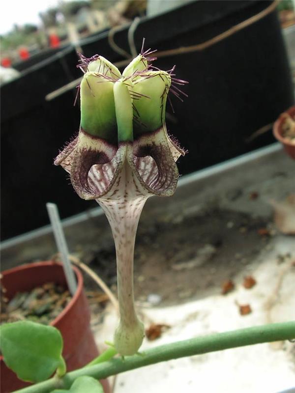 ceropegija-cvetoče-sočne rastline-kaktus-aloe-fikoid