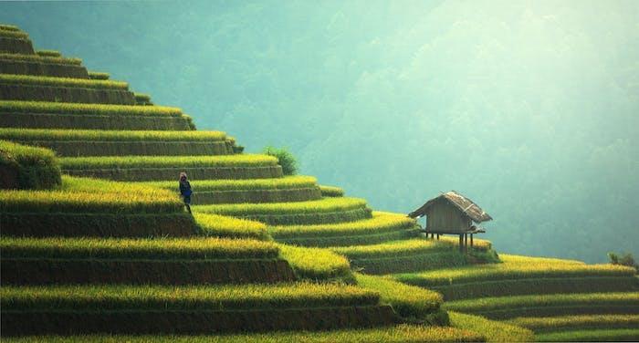 Zen duvar kağıdı, Bali pirinç bahçeleri, yeşil güzellik doğası, en güzel manzara duvar kağıdı, bilgisayar arka planı için Bali görüntüsü