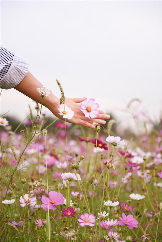 Vonj pomladi, roka se dotika cvetja, vonj vonja, izkoristi trenutek, cvetoče polje spomladi, lepotna podoba, črtasta majica in ženska roka