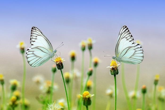 Slika cvetlična polja, dva bela metulja, pomladna lepota narave