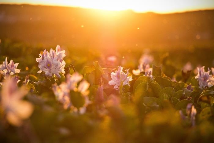 rožinis ir baltas gėlių sodas saulėtekio metu virš kalnų, kraštovaizdžio tapetai su gėlėmis ir saule