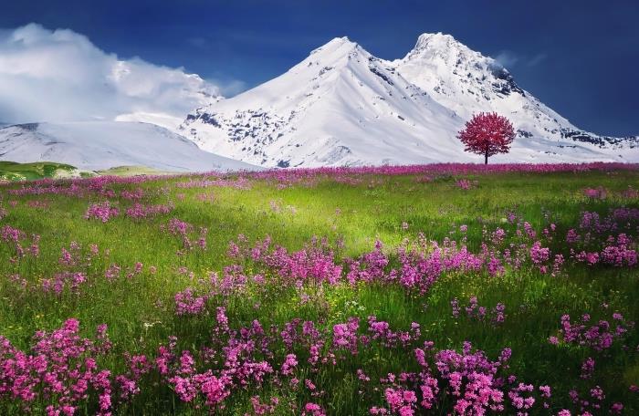 zen tapetai su gėlėmis ir kalnais, žali laukai su rožinėmis gėlėmis priešais snieguotus kalnus ir mėlyną dangų