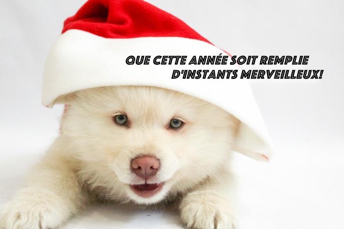 vzorec digitalne kartice s humorjem za novo leto 2019, fotografija majhnega belega psa s klobukom božička in novoletnim sporočilom
