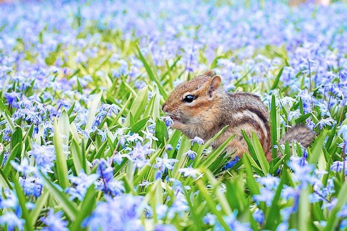 Očarljiva veverica sredi cvetličnega polja s spomladanskim cvetjem, pokrajinsko ozadje, spomladansko podobo, lepoto narave