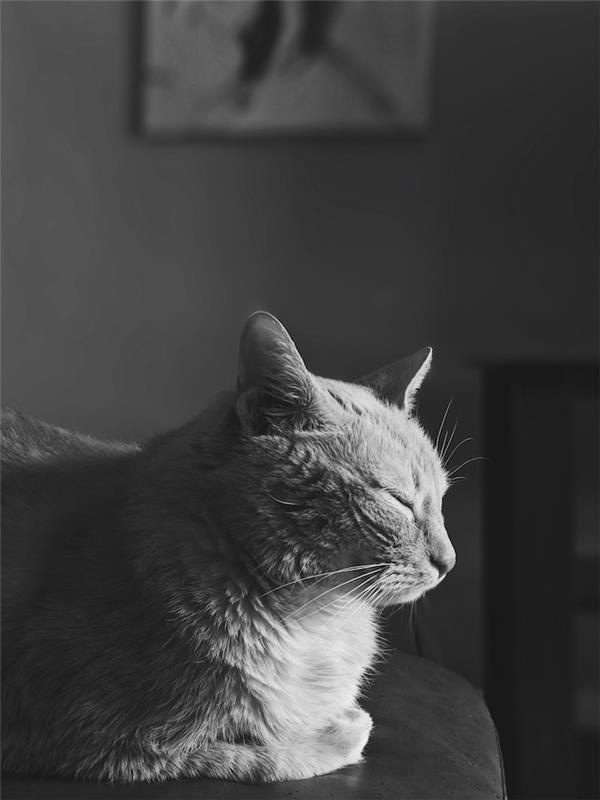 Spalna mačka črno -bela fotografska grafika, kako okrasiti računalniški zaslon